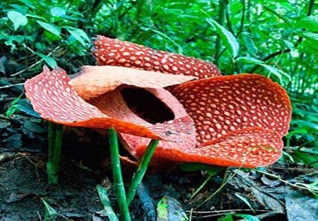 اخبار , اخبار گوناگون,تصاویر گیاهان عجیب وغریب,گیاهان عجیب و غریب