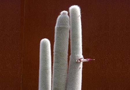 اخبار , اخبار گوناگون,تصاویر گیاهان عجیب وغریب,گیاهان عجیب و غریب