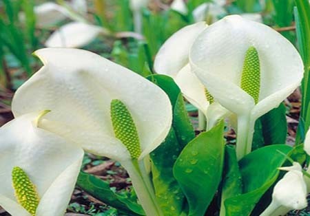 اخبار , اخبار گوناگون,تصاویر گیاهان عجیب وغریب,گیاهان عجیب و غریب