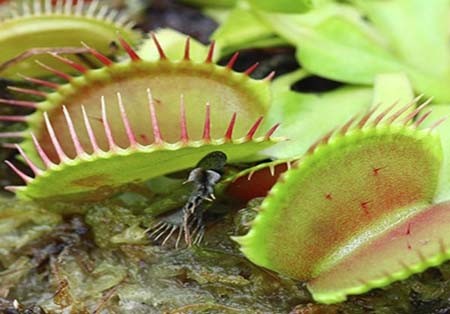 اخبار , اخبار گوناگون,تصاویر گیاهان عجیب وغریب,گیاهان عجیب و غریب