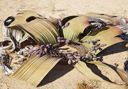 اخبار , اخبار گوناگون,تصاویر گیاهان عجیب وغریب,گیاهان عجیب و غریب