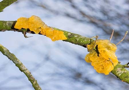 اخبار , اخبار گوناگون,تصاویر گیاهان عجیب وغریب,گیاهان عجیب و غریب