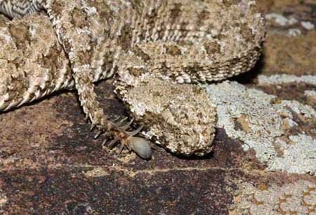 افعی دم عنکبوتی، ترسناک ترین مار دنیا