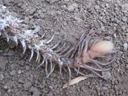 افعی دم عنکبوتی، ترسناک ترین مار دنیا