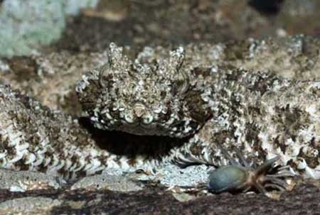 افعی دم عنکبوتی، ترسناک ترین مار دنیا