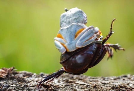 اخبار,اخبار گوناگون,قورباغه