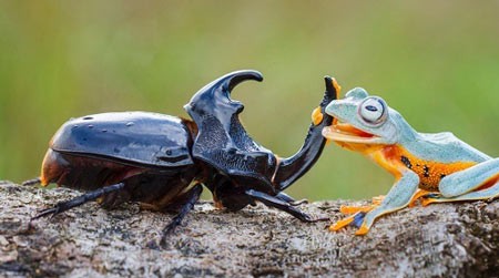 اخبار,اخبار گوناگون,قورباغه