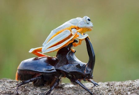 اخبار,اخبار گوناگون,قورباغه