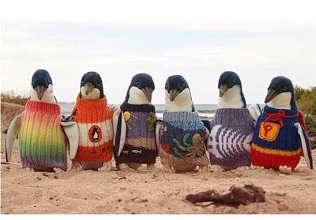 اخبار,اخبار گوناگون ,لباس بافتن برای  پنگوئن‌ها