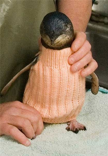 اخبار,اخبار گوناگون ,لباس بافتن برای  پنگوئن‌ها