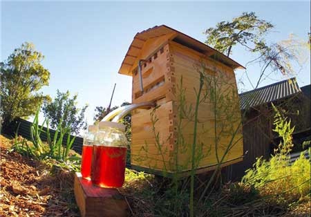 اخبار,اخبار گوناگون ,پرورش‌دهنده زنبور عسل 