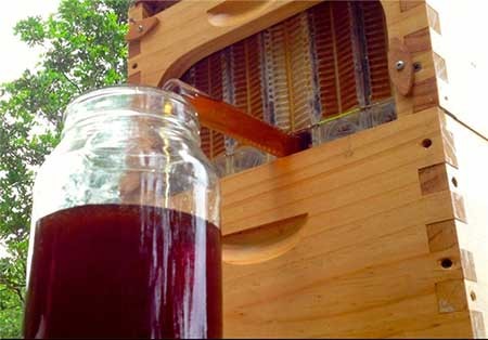 اخبار,اخبار گوناگون ,پرورش‌دهنده زنبور عسل 