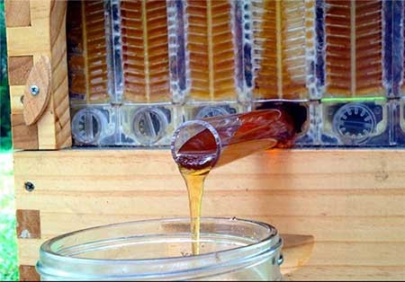 اخبار,اخبار گوناگون ,پرورش‌دهنده زنبور عسل 