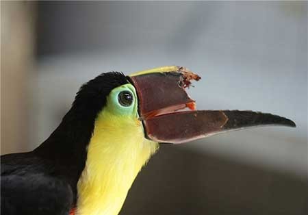 اخبار,اخبار گوناگون ,ساخت سه یعدی منقار