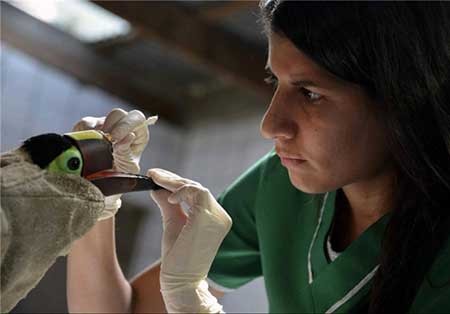 اخبار,اخبار گوناگون ,ساخت سه یعدی منقار