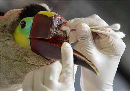 اخبار,اخبار گوناگون ,ساخت سه یعدی منقار