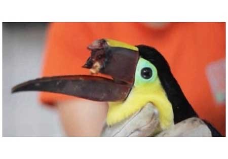 اخبار,اخبار گوناگون ,ساخت سه یعدی منقار