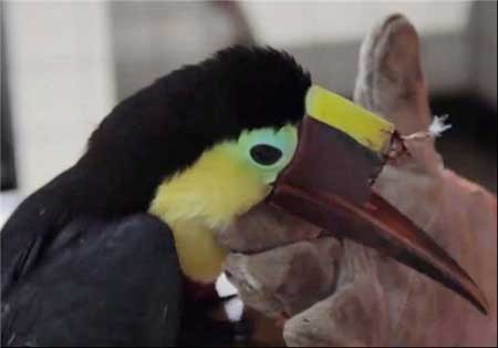 اخبار,اخبار گوناگون ,ساخت سه یعدی منقار