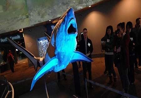 اخبار,اخبار گوناگون ,  کوسه در آکواریوم