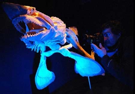 اخبار,اخبار گوناگون ,  کوسه در آکواریوم