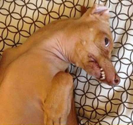 عکس های خنده دار زشت ترین سگ دنیا