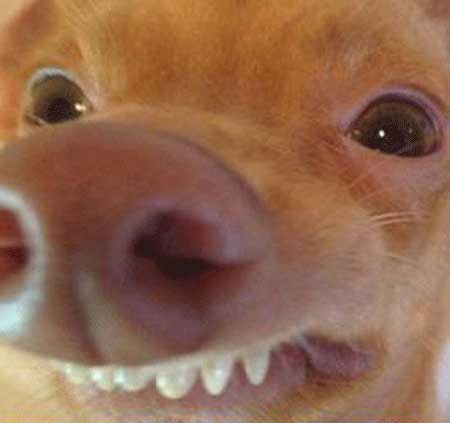 عکس های خنده دار زشت ترین سگ دنیا