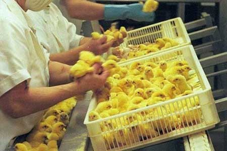 اخبار,اخبار گوناگون ,تفکیک جنسی جوجه ها اخبار,اخبار گوناگون ,تفکیک جنسی جوجه ها