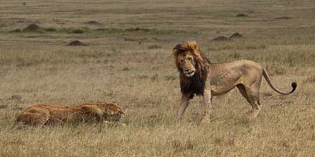 اخبار,اخبار گوناگون , رفتارهای عجیب شیر