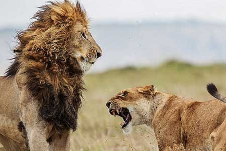 اخبار,اخبار گوناگون , رفتارهای عجیب شیر