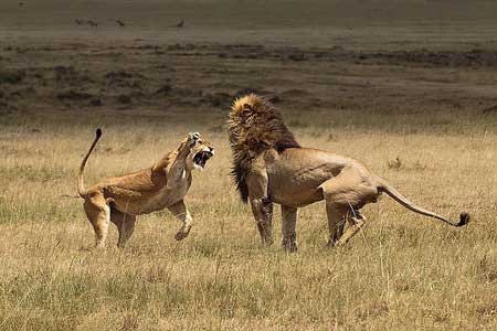 اخبار,اخبار گوناگون , رفتارهای عجیب شیر