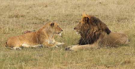 اخبار,اخبار گوناگون , رفتارهای عجیب شیر