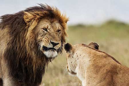 اخبار,اخبار گوناگون , رفتارهای عجیب شیر
