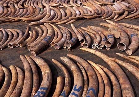 اخبار,اخبار گوناگون ,حیوانات در خطر انقراض