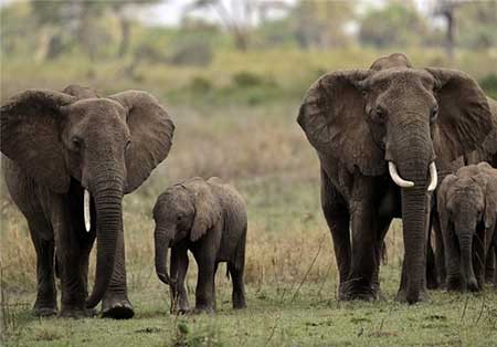 اخبار,اخبار گوناگون ,حیوانات در خطر انقراض