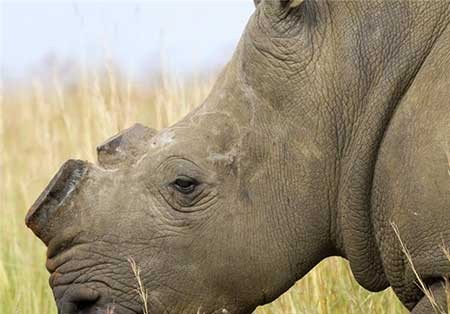 اخبار,اخبار گوناگون ,حیوانات در خطر انقراض