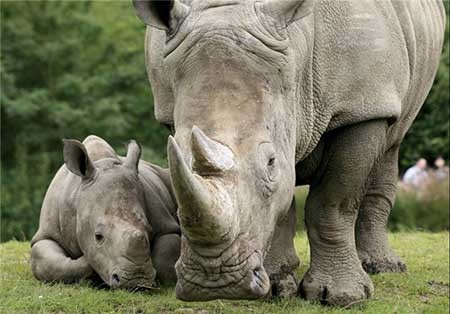 اخبار,اخبار گوناگون ,حیوانات در خطر انقراض