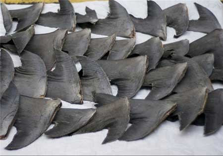 اخبار,اخبار گوناگون ,حیوانات در خطر انقراض