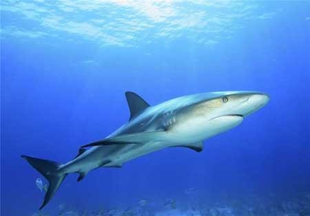 اخبار,اخبار گوناگون ,حیوانات در خطر انقراض