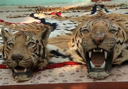 اخبار,اخبار گوناگون ,حیوانات در خطر انقراض