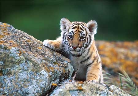 اخبار,اخبار گوناگون ,حیوانات در خطر انقراض