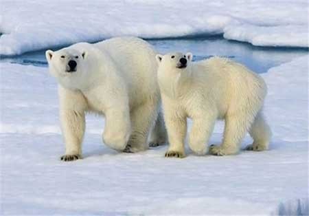 اخبار,اخبار گوناگون ,حیوانات در خطر انقراض