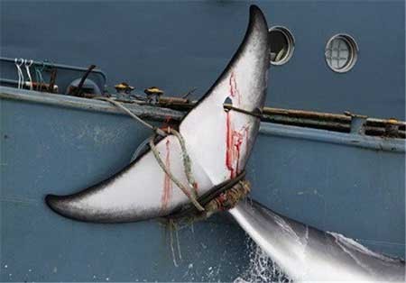 اخبار,اخبار گوناگون ,حیوانات در خطر انقراض