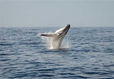 اخبار,اخبار گوناگون ,حیوانات در خطر انقراض