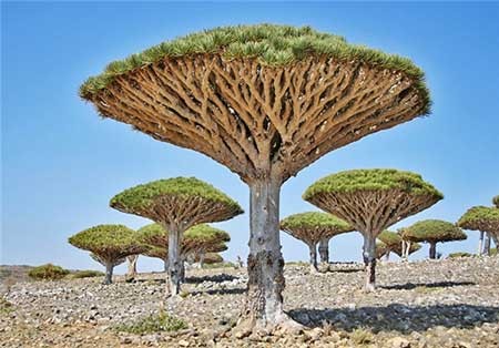 اخبار,اخبار گوناگون , عجیب‌ترین  طبیعت‌ها