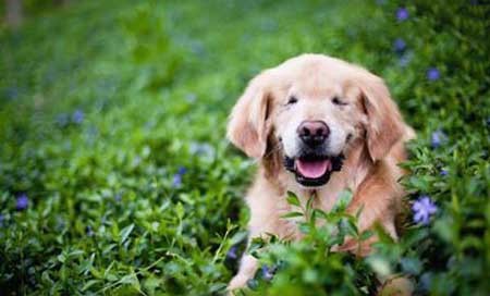 اخبار,اخبار گوناگون , خوشروترین حیوان