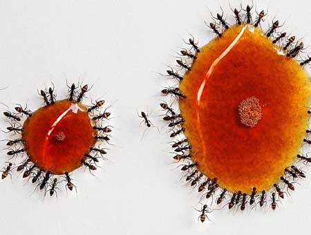 مورچه ها هم سرویس بهداشتی دارند