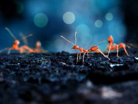 مورچه ها هم سرویس بهداشتی دارند
