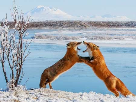 عکسهای جالب,تصاویر جالب,نزاع دو روباه