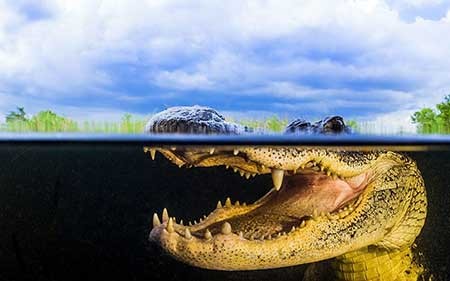 عکسهای جالب,تصاویر جالب,تمساح امریکایی 