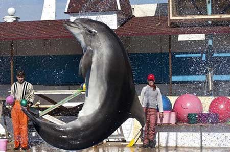 عکسهای جالب,تصاویر دیدنی,آموزش دلفین 